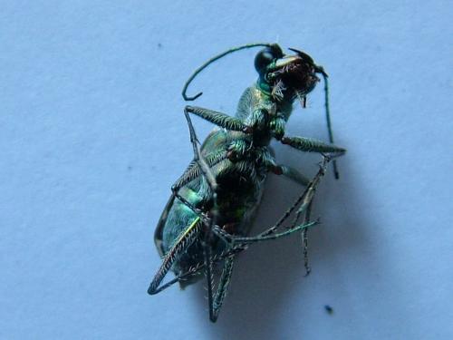 Myriochila melancholica